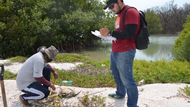 Anidación de tortugas en Campeche en riesgo por pesca ilegal