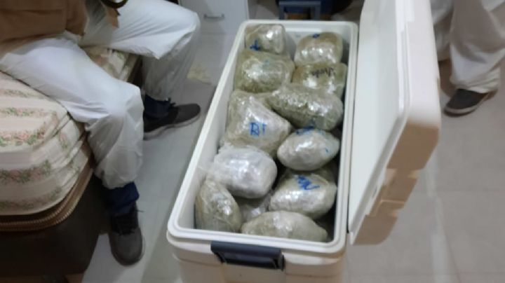 Decomisan 113 paquetes de Marihuana en una casa de Cozumel