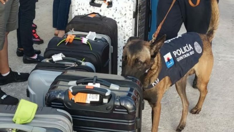 Activan operativo canino para detección de drogas en muelle de Cozumel