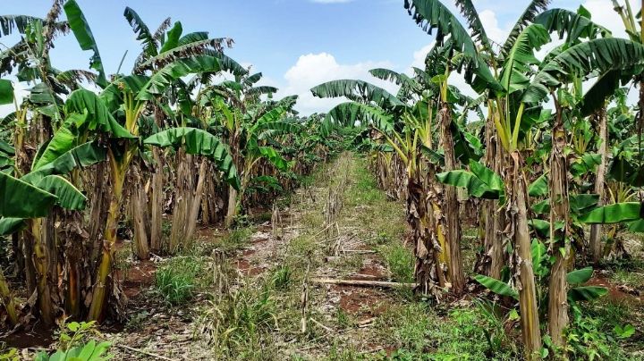 Extraña plaga 'ataca' plantaciones de plátano manzano en José María Morelos
