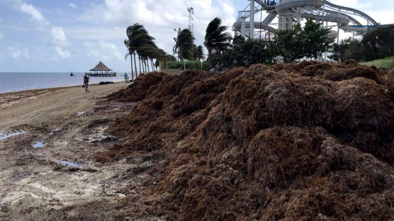 Autoridades incumplen protocolos de sargazo en Playa Coral de Cancún