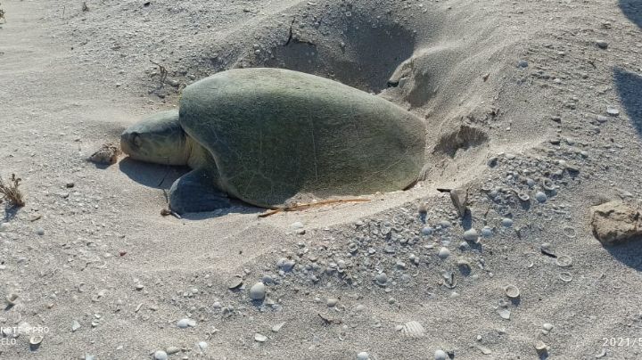 Temporada de anidación en Progreso: Hallan más de 5 mil huevos de tortuga