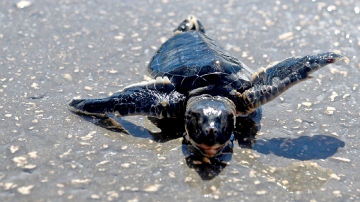 Conoce las especies de tortugas que existen en las playas de Quintana Roo