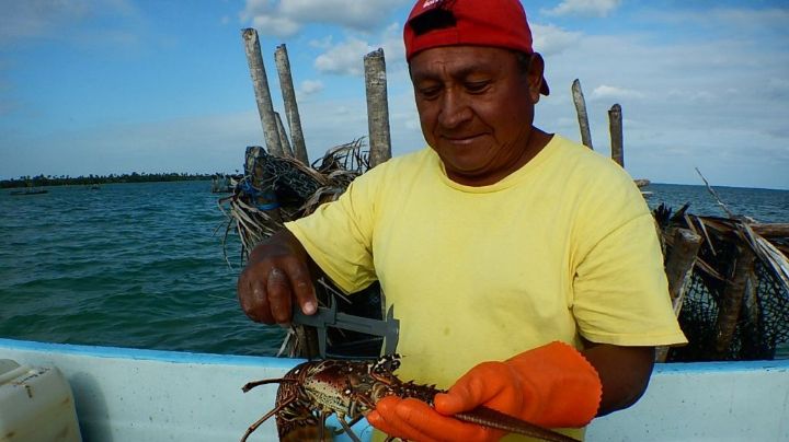 Promueven pesca sustentable de langosta en Quintana Roo
