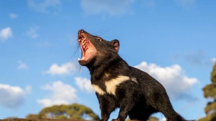 Tras miles de años extintos, demonios de Tasmania regresan a Australia