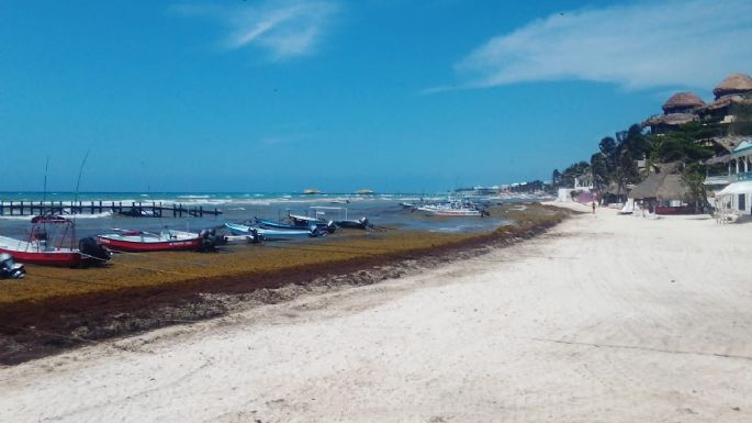 Conoce cuáles son los arenales de Playa del Carmen con más recale de sargazo