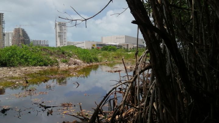 Pretenden construir hotel en zona de manglares en Puerto Morelos
