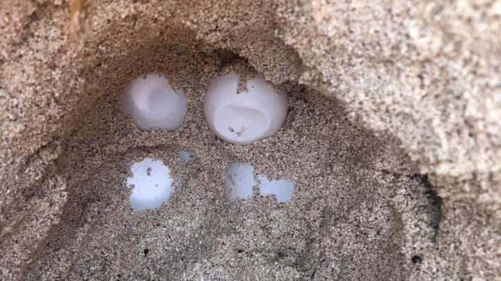 Ambientalistas registran los primeros tres nidos de tortugas marinas en Mahahual