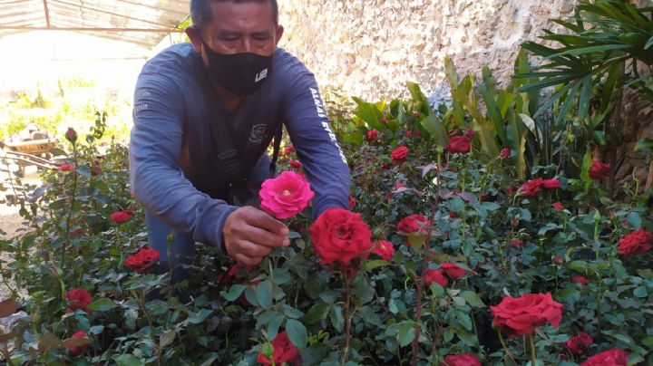 Aumenta precio de las flores en Tizimín previo al Día de las Madres