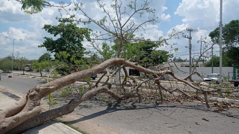 Árbol de 8 metros se cae y bloquea una avenida al sur de Mérida