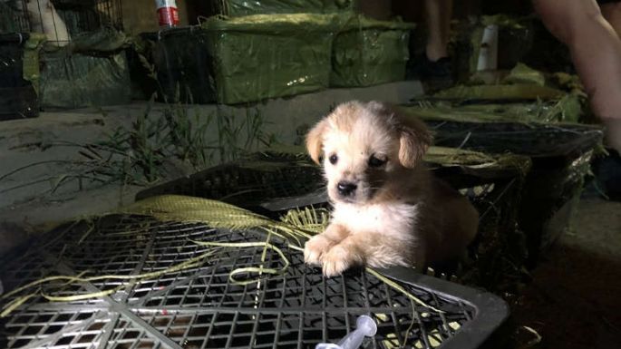 Encuentran 160 ‘cajas sorpresas’ con cachorros a punto de morir en China