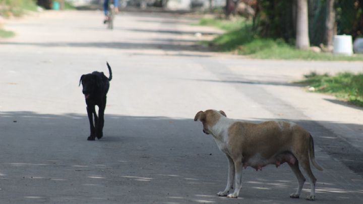 Aumentan más del 23% los ataques de perros en Quintana Roo: Sinave