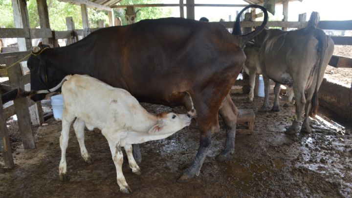 Productores rebajan precio de ganado bovino por sequía en Chetumal