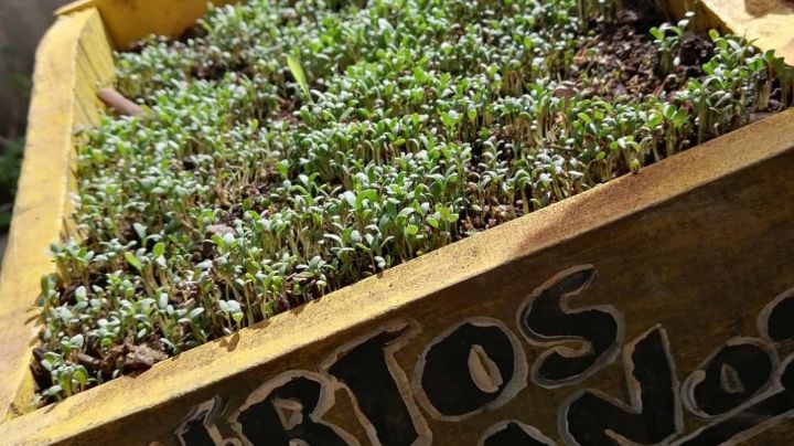Vecinos crean huertos urbanos con plantas medicinales en Playa del Carmen
