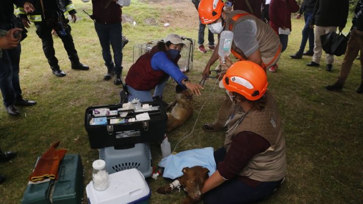 Rescatan a los perritos que cayeron al socavón gigante en Puebla: VIDEO