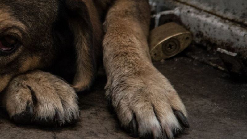Perro es agredido a machetazos en Kantunilkín, autoridades no hicieron nada