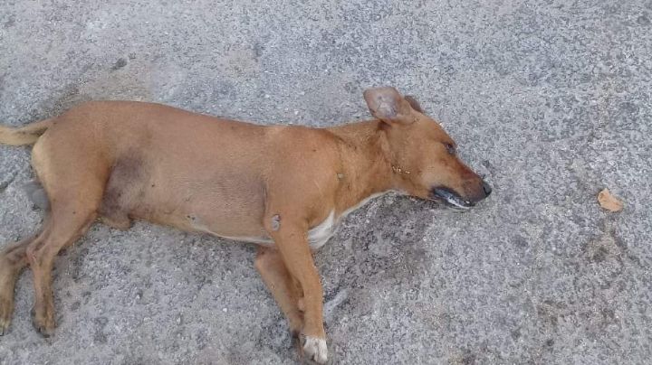Fundación denuncia envenenamiento de perros y gatos en Espita, Yucatán