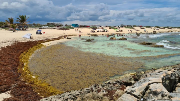 Ofrecen comida gratis a cambio de retirar el sargazo de las playas de Cozumel