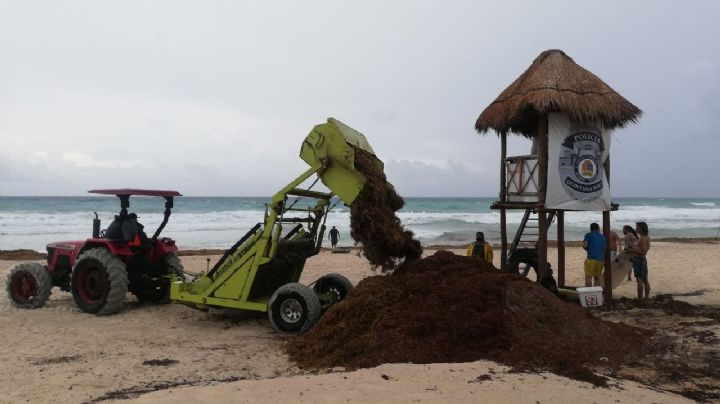 Desplazan a empresarios de la limpieza del sargazo en Quintana Roo