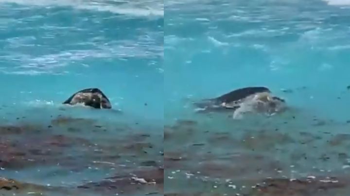 Tortugas 'se aparean' a plena vista de los turistas en Cancún: VIDEO