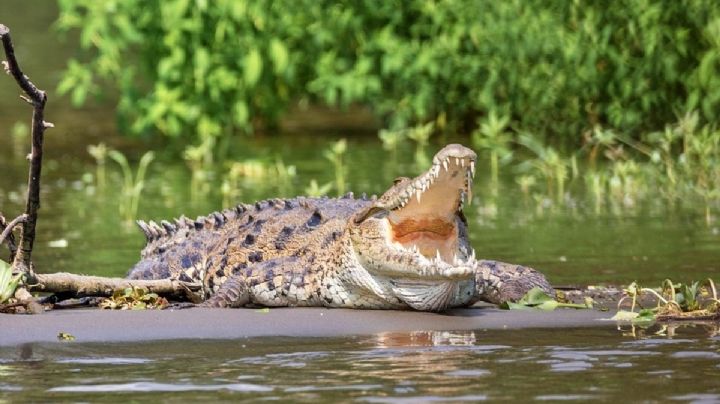 Rescatan a cocodrilo moreletti herido en la Laguna de Bacalar