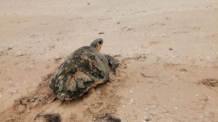 Empieza la temporada de eclosión de tortugas en la costa de Yucatán