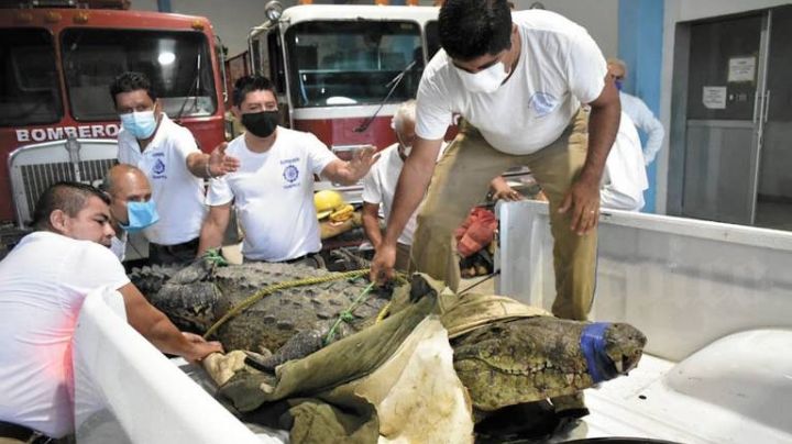 'Juancho', el cocodrilo que atacó a mujer en Tampico, es liberado en Altamira