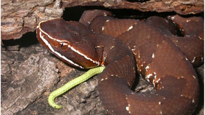 Víbora cola de hueso y otras serpientes venenosas de Yucatán