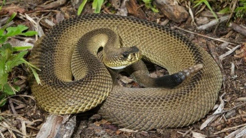 Estas son las cinco serpientes venenosas que habitan en Quintana Roo