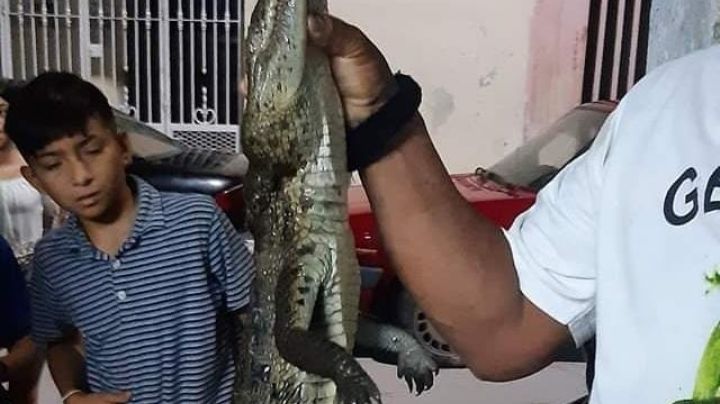 Vecino de Ciénega 2000 mata a un cocodrilo en Progreso