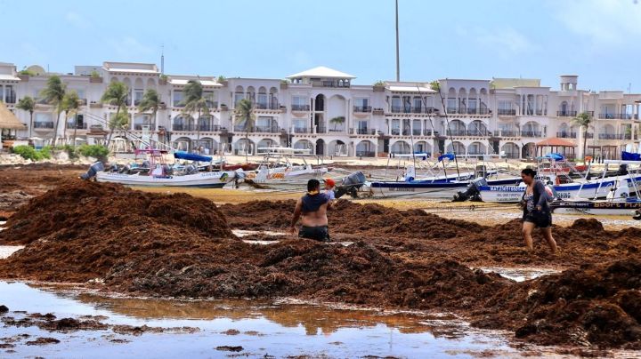 Estas son las playas más limpias de sargazo en Quintana Roo este 27 de junio