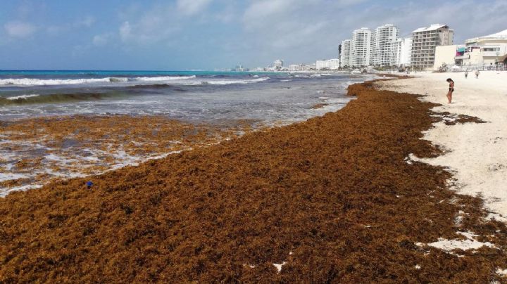 ¿Veganos para combatir el sargazo en Cancún?; Esto es lo que se sabe