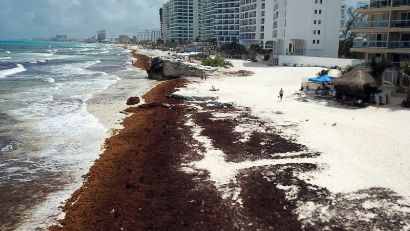 Estas son las playas más limpias de sargazo en Quintana Roo previo a las elecciones