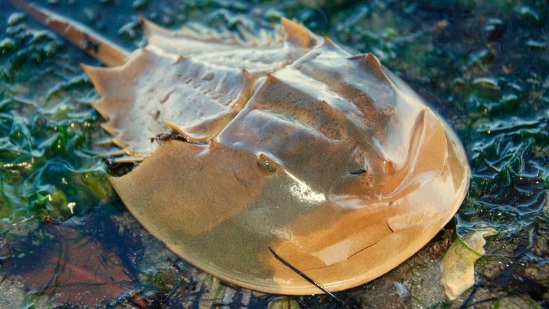 Cacerolita de Mar, especie en peligro de extinción en Yucatán; sirve para curar el VIH y cáncer