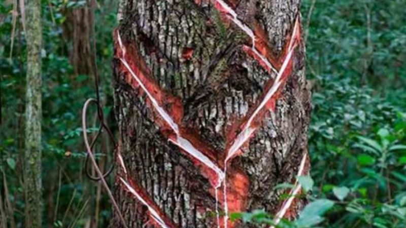 Chicozapote: El árbol chiclero de Quintana Roo
