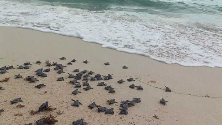 Autoridades mantienen supervisión del desove y liberación de tortugas en Cozumel