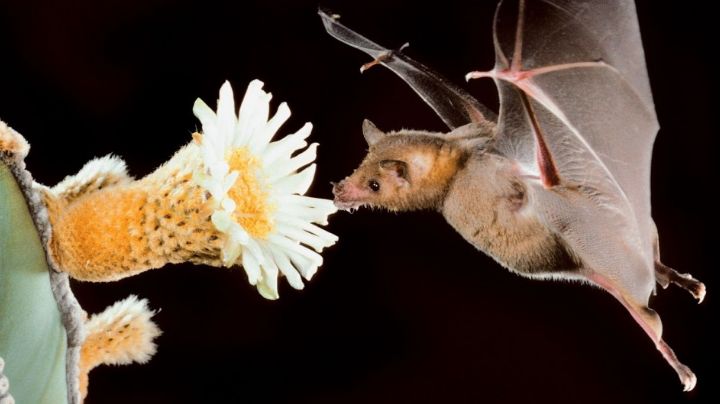 Murciélago: El animal nocturno que ayuda al ecosistema en Quintana Roo