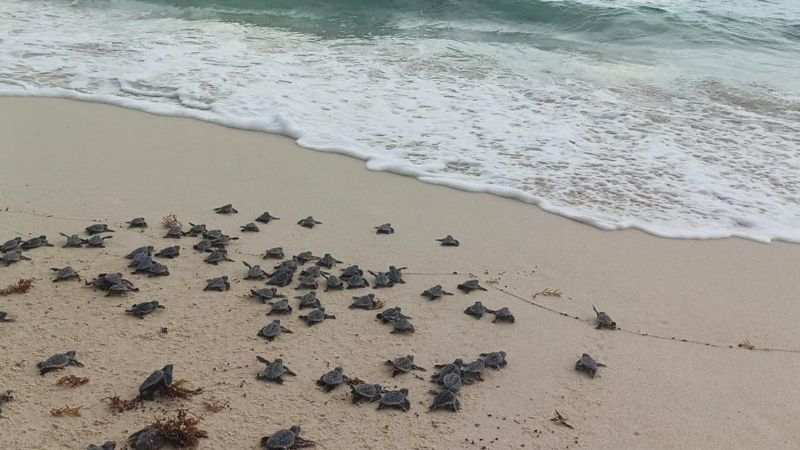 Autoridades mantienen supervisión del desove y liberación de tortugas en Cozumel