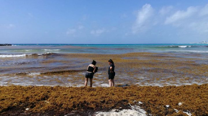 Sargazo en Quintana Roo: Conoce las afectaciones de la macroalga en las playas