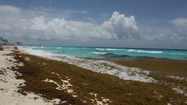Isla Mujeres lidera número de playas sin sargazo en Quintana Roo | PorEsto