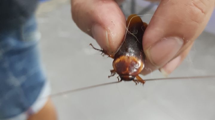 Hombre salva a cucaracha malherida y la lleva al veterinario: FOTOS