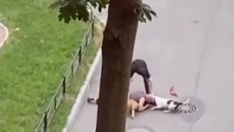 Hombre cubre con su cuerpo a su perro del ataque de dos american terrier: VIDEO