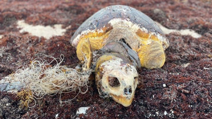 Redes de pesca, peligro mortal para las tortugas marinas en Mahahual