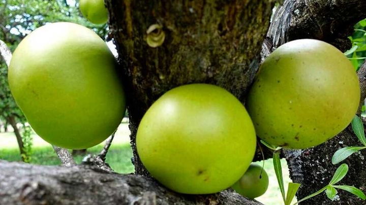 Sinanché: Mantienen vivo el uso de las jícaras, fruto del árbol sagrado de los mayas