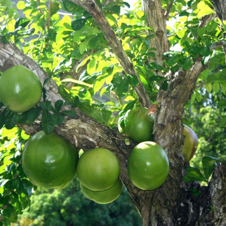 Árbol de Caoba: El 'Oro Rojo' de Quintana Roo