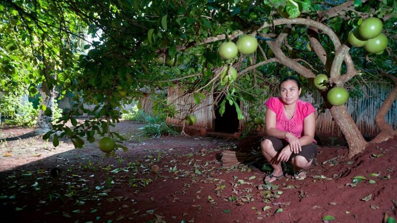 Jícara, el árbol sagrado para la cultura maya en la Península de Yucatán