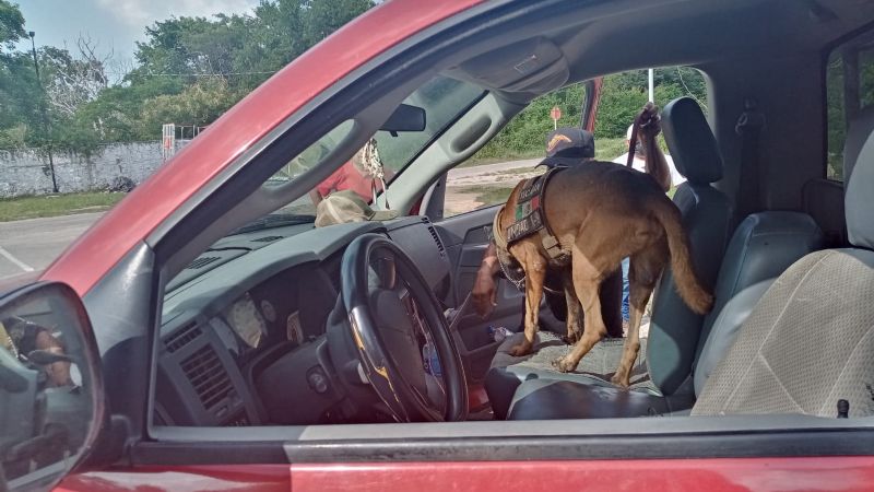 Aquiles, el nuevo integrante canino de la policía de Hunucmá, Yucatán