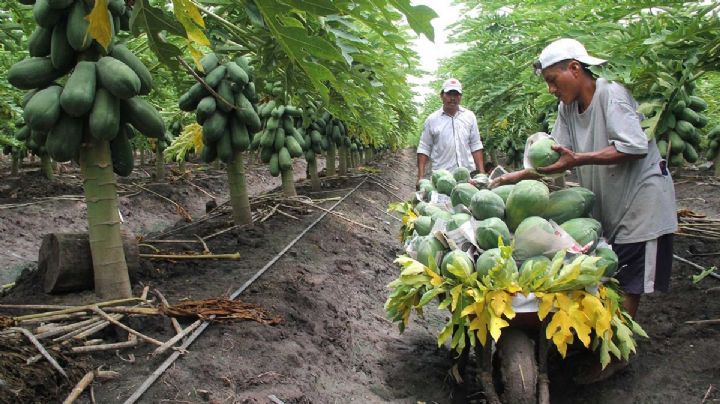 Papaya maradol: El fruto saludable de Quintana Roo