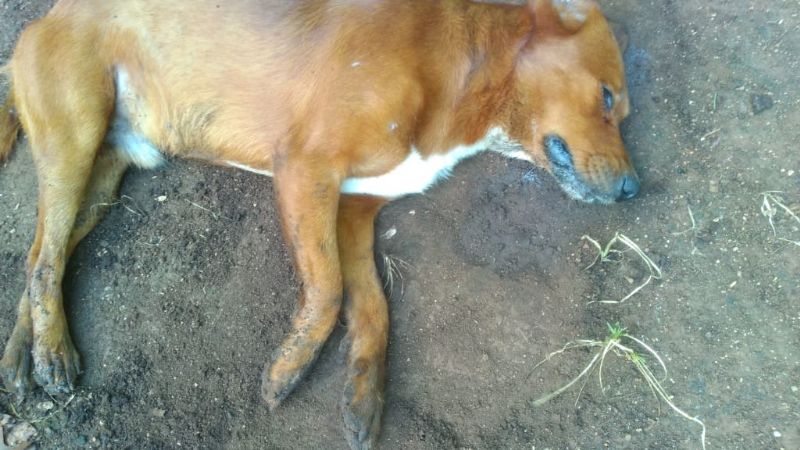 Envenenamientos de perros y gatos en Calotmul no cesan, denuncian