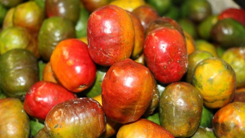 Ciruela Mexicana: El fruto típico de la Península de Yucatán